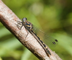 Cordulephya montana