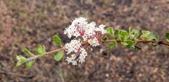 Ceanothus perplexans