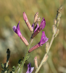 Astragalus varius