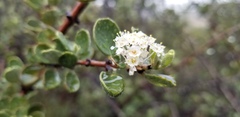 Ceanothus perplexans