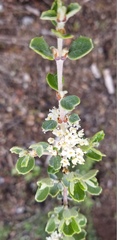 Ceanothus perplexans