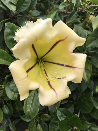 Solandra