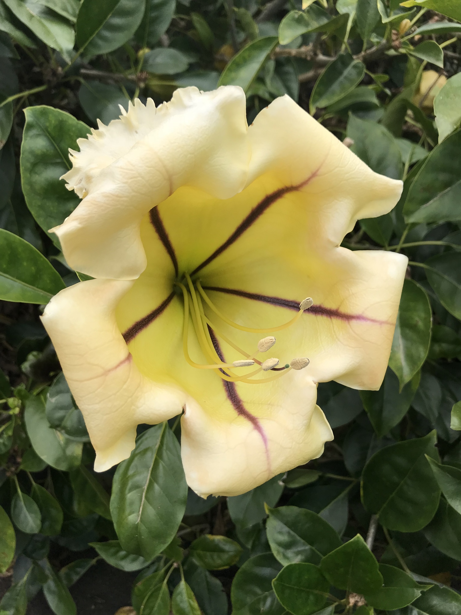 Solandra
