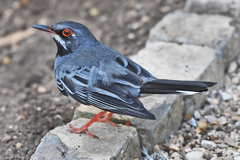 Turdus plumbeus