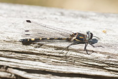 Cordulephya montana