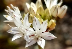 Allium marvinii