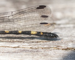 Cordulephya montana