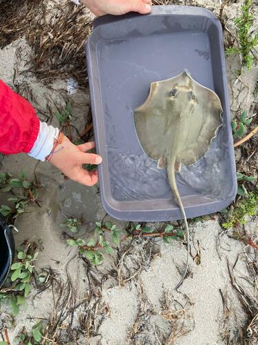 Pearl stingray (Fontitrygon margaritella) — Dasyatidae — 2