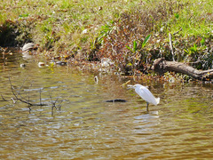 Egretta thula
