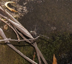 Austroaeschna atrata