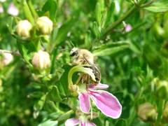 Cadeguala occidentalis