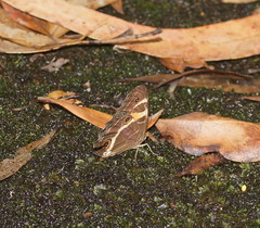 Tisiphone abeona albifascia