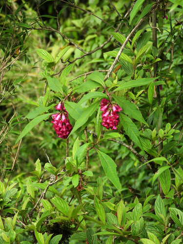 Buddleja colvilei, photograph 6