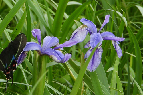 Image of Iris clarkei by (c) Rohit, some rights reserved (CC BY-SA)