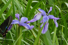 Iris clarkei, photograph (c) Rohit, some rights reserved (CC BY-SA)
