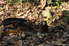 Chironius spixii