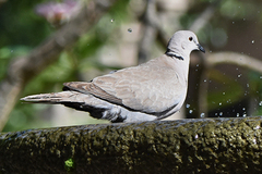 Streptopelia decaocto