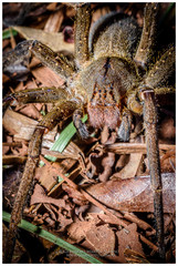 Phoneutria nigriventer