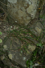 Arthropodium candidum