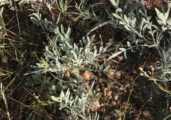 Psephellus marschallianus