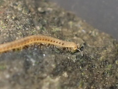 Blaniulidae