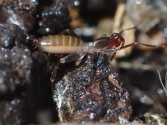 Hubbardia pentapeltis