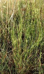 Cleistogenes serotina