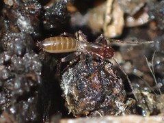 Hubbardia pentapeltis