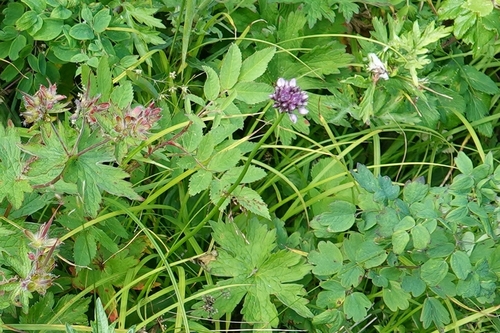 Image of Erect Chive (Allium strictum) by (c) Валерия Ковалева, some rights reserved (CC BY)