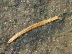 Blaniulidae