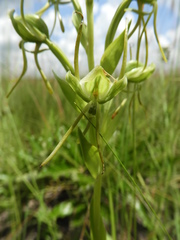 Habenaria tentaculigera