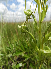 Habenaria tentaculigera