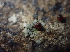 Galumnidae