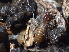 Hubbardia pentapeltis