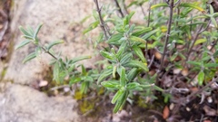 Monardella hypoleuca lanata