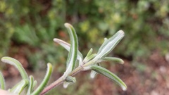 Monardella hypoleuca lanata