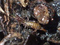 Hubbardia pentapeltis