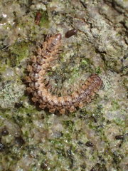 Harpogonopus confluentus