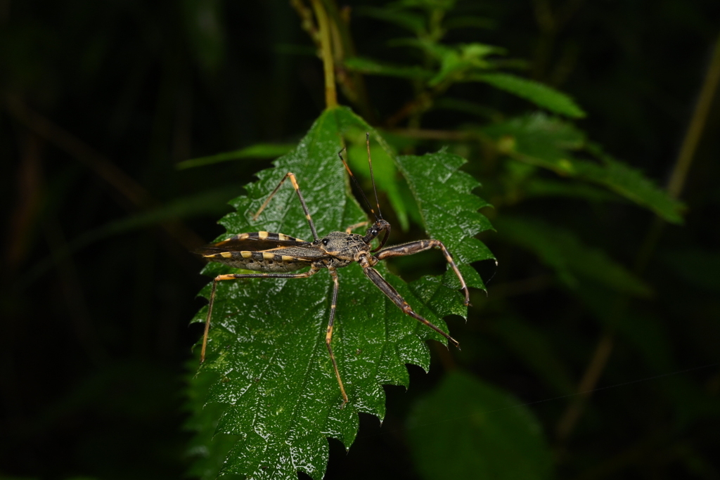 Rihirbus sinicus