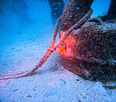 Frogfish