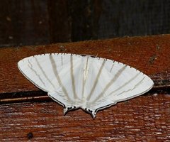 Urapteroides astheniata