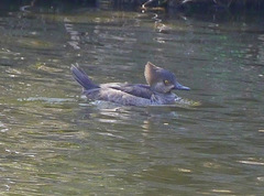 Lophodytes cucullatus