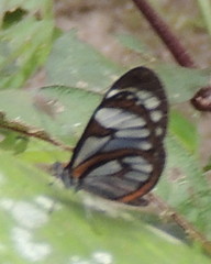 Ithomia terra