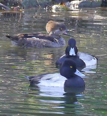 Lophodytes cucullatus