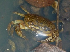 Austrothelphusa transversa