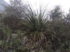 Dasylirion cedrosanum