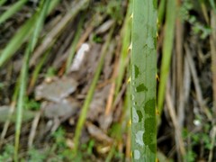 Dasylirion cedrosanum