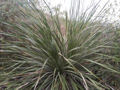 Dasylirion cedrosanum