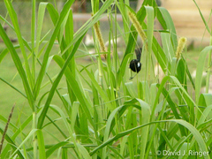 Malurus alboscapulatus