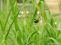 Malurus alboscapulatus